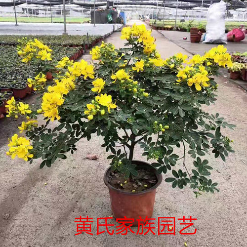 黄金梅决明子黄槐花盆栽蛇灭门阳台庭园花镜耐寒耐热植物包活包邮