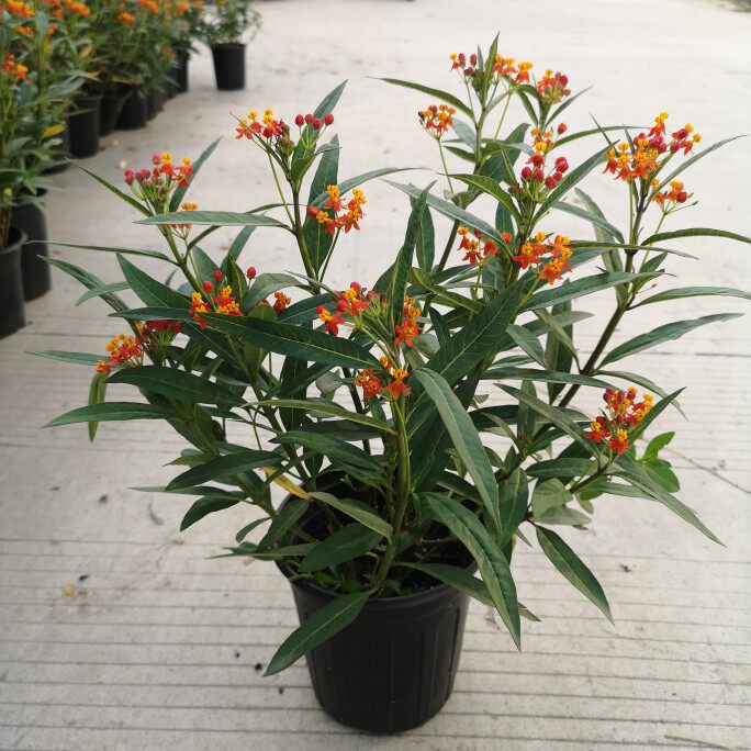 马利筋盆栽状元红红袍多年生庭院宿根花园花镜植物花耐热四季好养