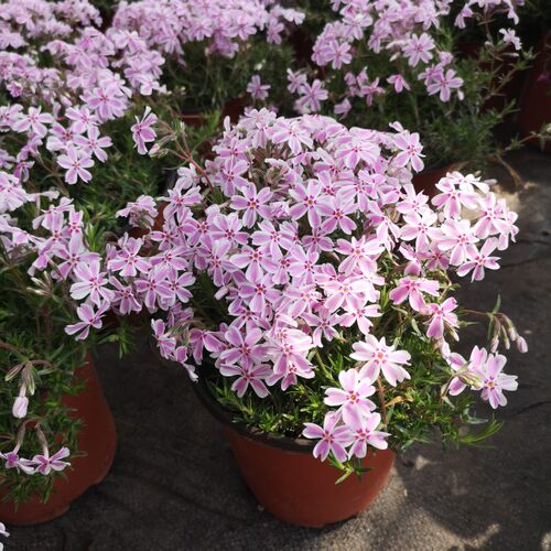 芝樱福禄考带花带花苞庭院花园