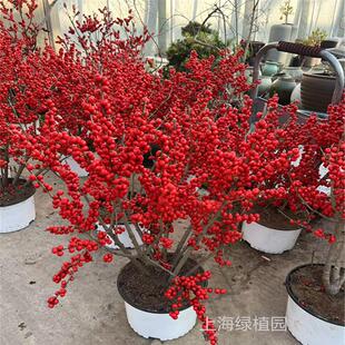 北美冬青盆栽树苗欧洲红果子阳台庭院鲜花盆景鲜活植物带红果发货