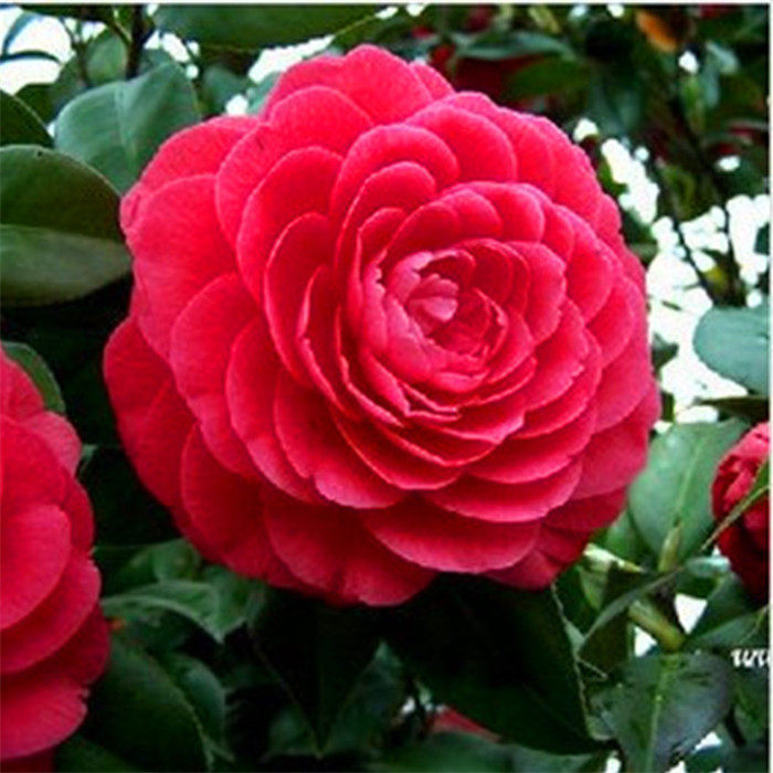 精品美观茶花盆栽十八学士五色赤丹带花苞发货耐寒不怕冻鲜活盆栽