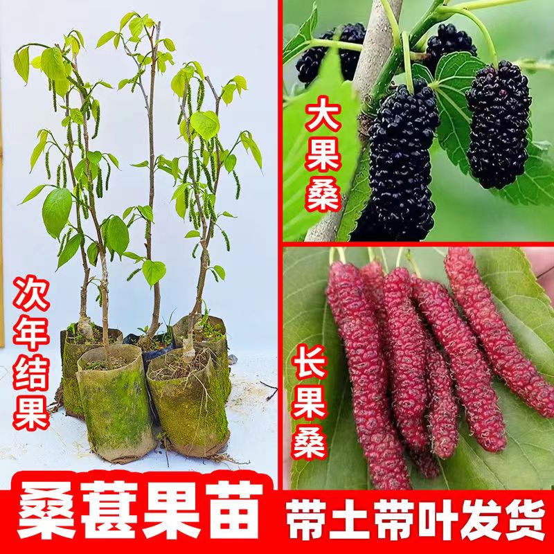 正宗台湾长果甜桑苗带果嫁接