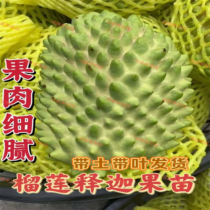正宗榴莲释迦果树苗盆栽地栽图片