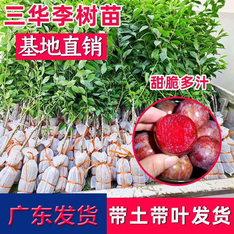三华李蜂糖李子树苗嫁接特大早熟脱骨青脆李子果树苗南北方种树苗