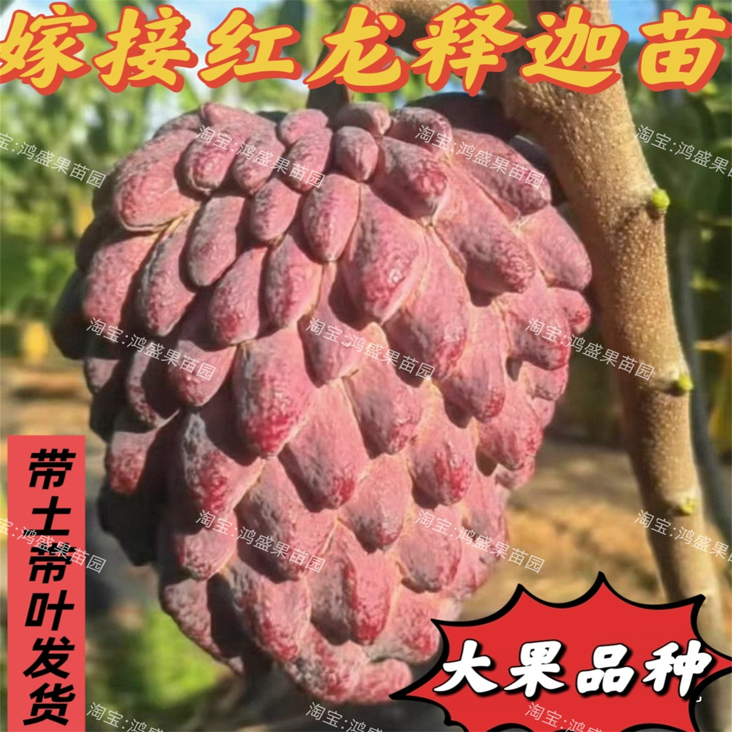 正宗新品种澳洲红龙释迦果苗红皮白肉大果品种嫁接苗原土杯带叶