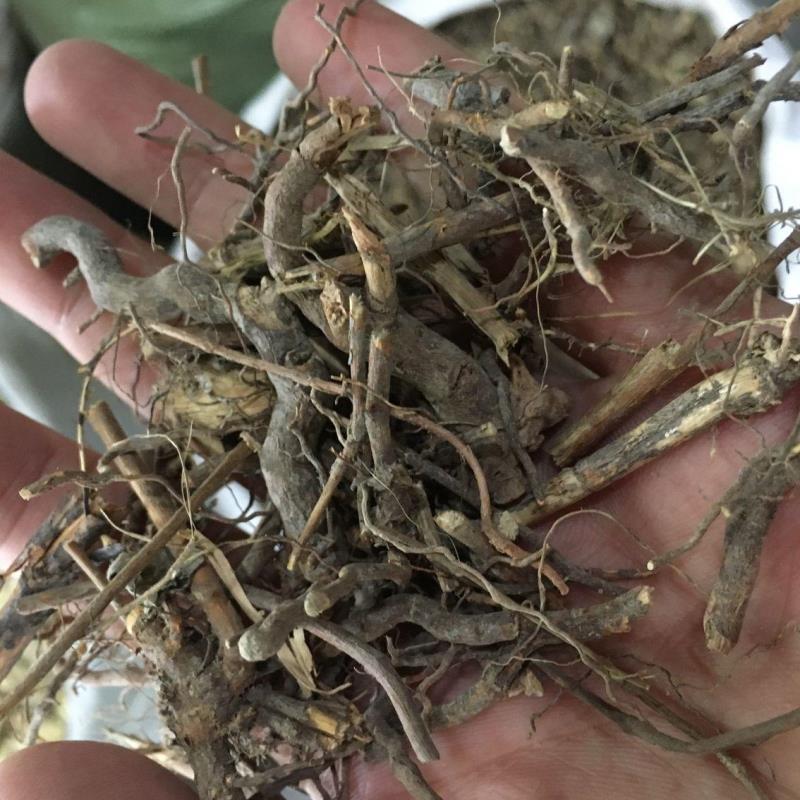 野生 茅梅根 红梅消 三月泡根 小叶 蛇泡筋 拦路蛇 刺菠根 虎姆刺