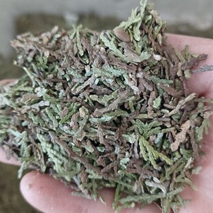 正宗陕西野生干侧柏叶中药材侧柏叶干阴侧柏叶2500克包邮自然阴干