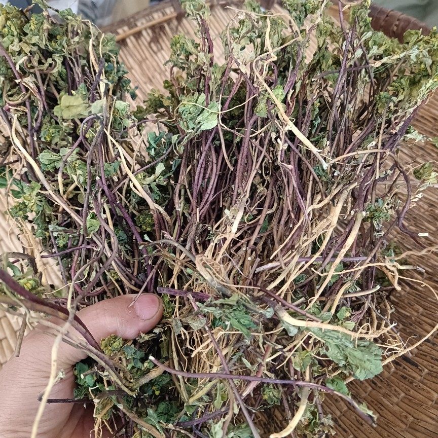 正宗秦岭野生猫眼草 新货干品500克包邮正品猫眼草 中药材泽漆