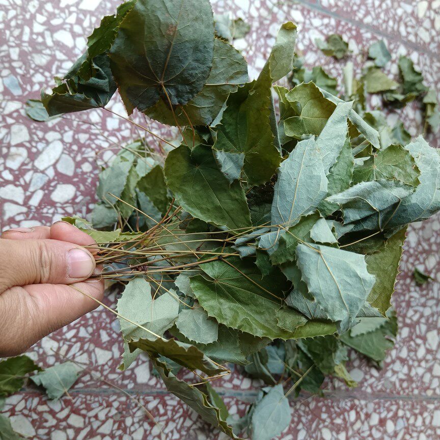 陕西秦岭淫羊藿叶正品中药材男性泡水泡茶搭肉苁蓉粉锁阳500克