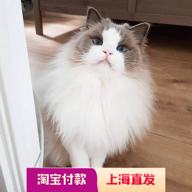 布偶猫幼猫崽纯种宠物猫咪活物布偶蓝海双长毛仙女体幼崽家庭猫舍