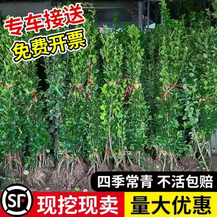 冬青树苗大叶黄杨苗北海道黄杨常青树苗绿化庭院绿篱植物围墙篱笆
