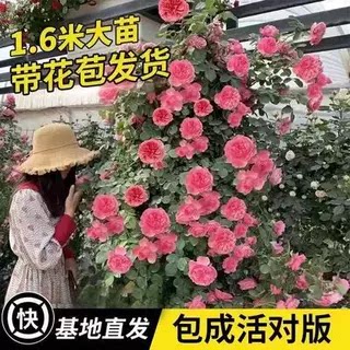 藤本月季大花浓香四季开花蔷薇花苗爬藤攀援植物庭院阳台玫瑰盆栽