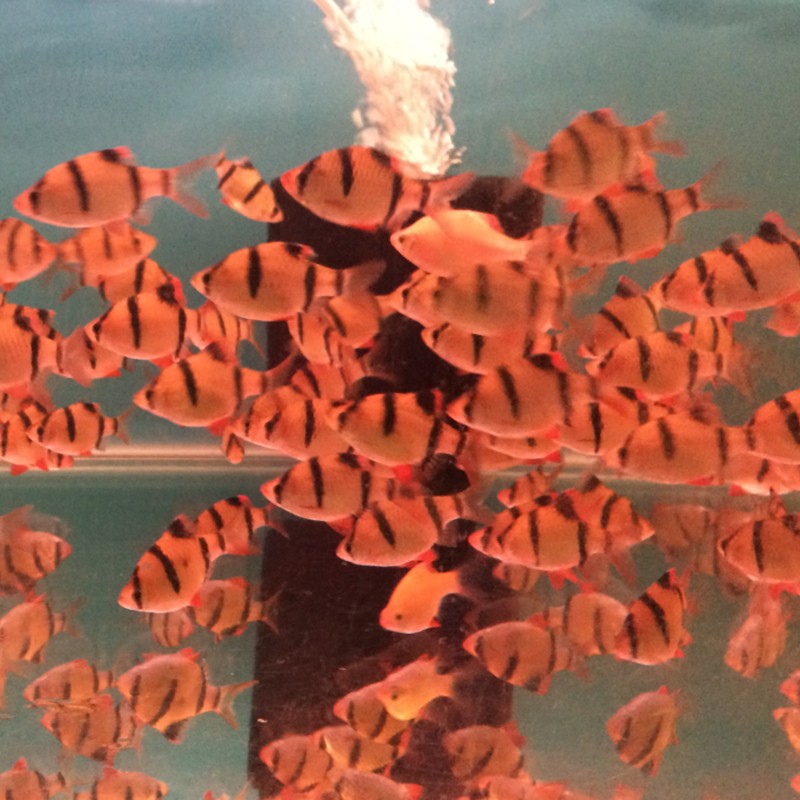 三间虎皮鱼活体20条装蓝虎皮绿金虎皮水族世界热带观赏鱼草缸群游