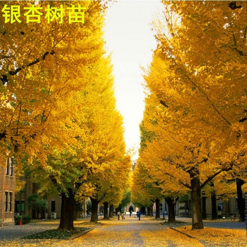 银杏树活苗白果树苗占地拆迁银杏苗小苗庭院绿化植物大树银杏树苗