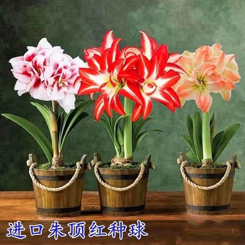 进口朱顶红盆栽重瓣朱顶红种球多色好养活室内种球四季开花卉植物