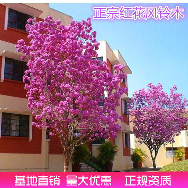 红花风铃木树苗洋红风铃木苗巴西黄花风铃木苗庭院别墅种植名贵苗