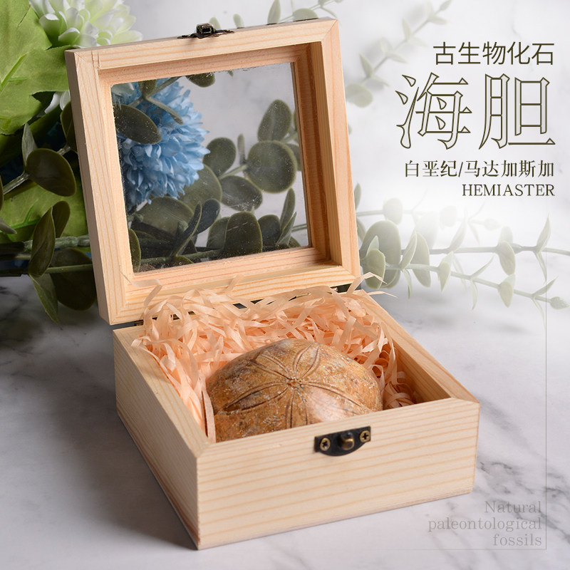 天然古生物海胆化石摆件海星原石新奇儿童科普教学标本盒收藏礼物