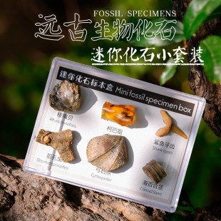 古生物菊石化石标本盒天然原石矿石迷你石头摆件奇石宝石儿童玩具