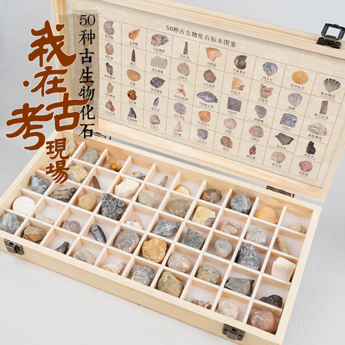 天然古生物化石标本矿石套装摆件