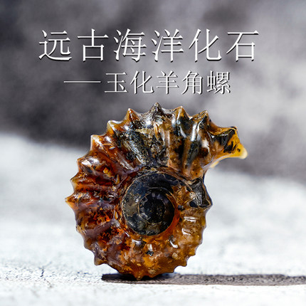 天然原石标本古生物羊角螺化石海螺玉化螺海洋菊石石头家居摆件