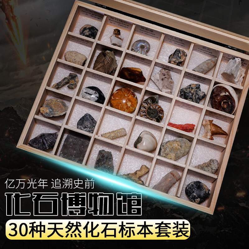 三叶虫化石价格 三叶虫化石图片 星期三