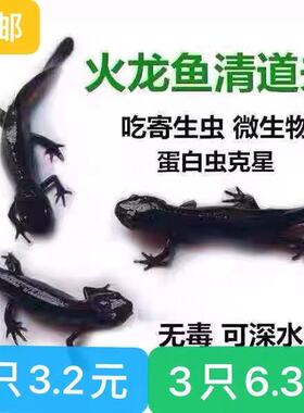 小火龙活体鱼冷水鱼清道夫蝾螈金鱼冷水鱼观赏鱼小型鱼缸清洁六角