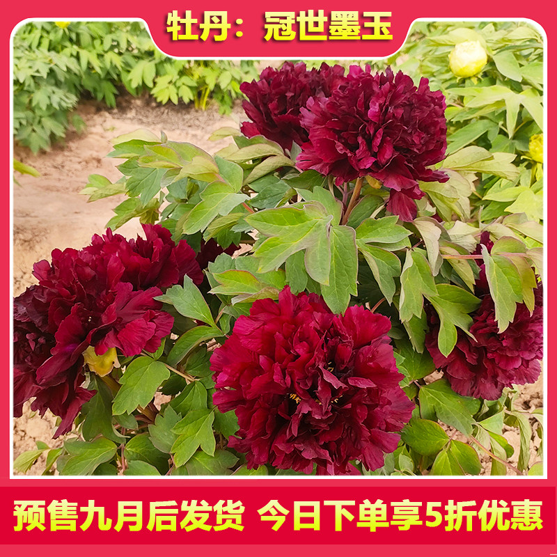 牡丹花苗冠世墨玉牡丹花苗正宗重瓣大花木本花卉适合庭院地栽阳台