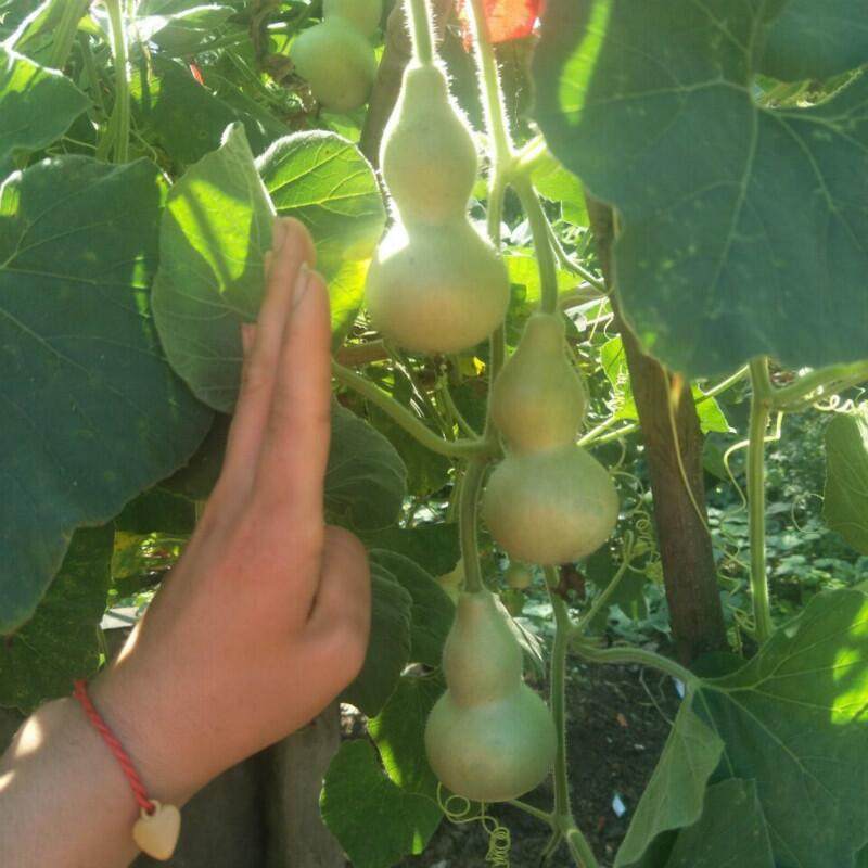 秧苗春季四季葫芦苗植物盆栽阳台