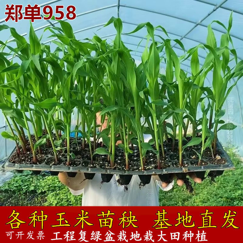 玉米苗超甜早熟水果玉米苗