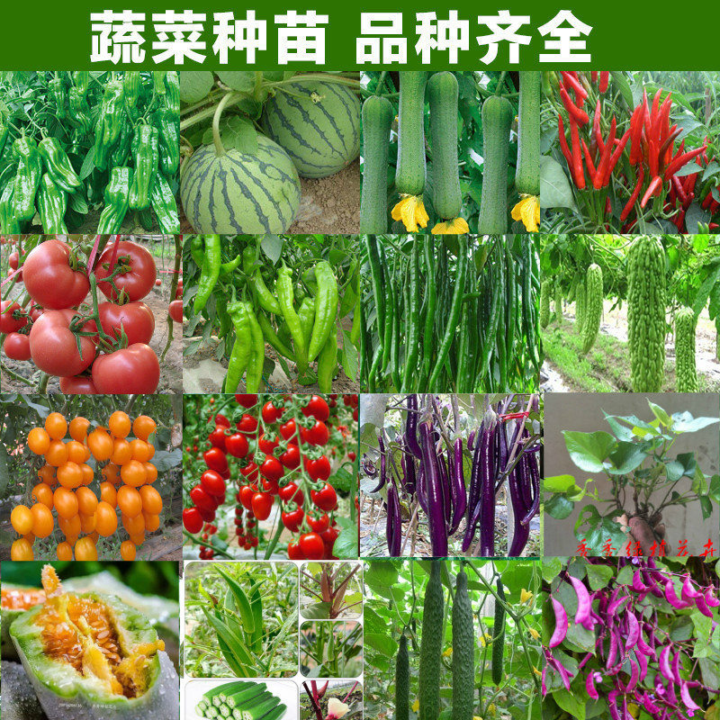 小番茄阳台盆栽圣女果丝瓜辣椒苗