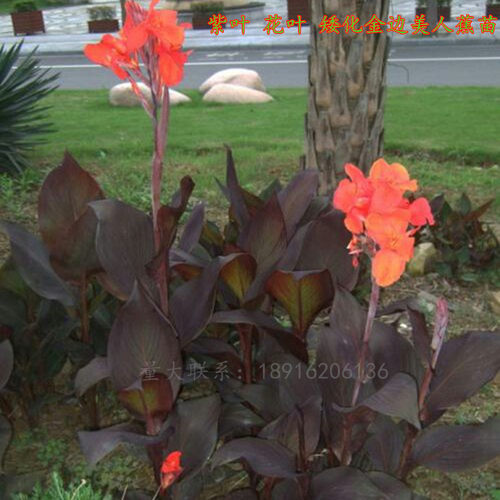 美人蕉苗种球秋季庭院阳台盆栽苗