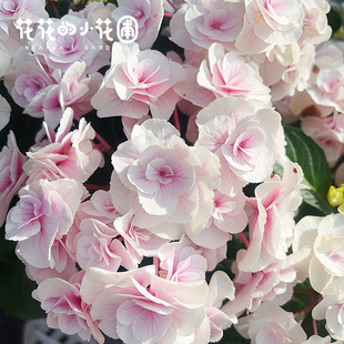 12杯绣球小苗盆栽原盆原土玉石美安吉湖泊莫奈粉笔画庭院绿植花卉