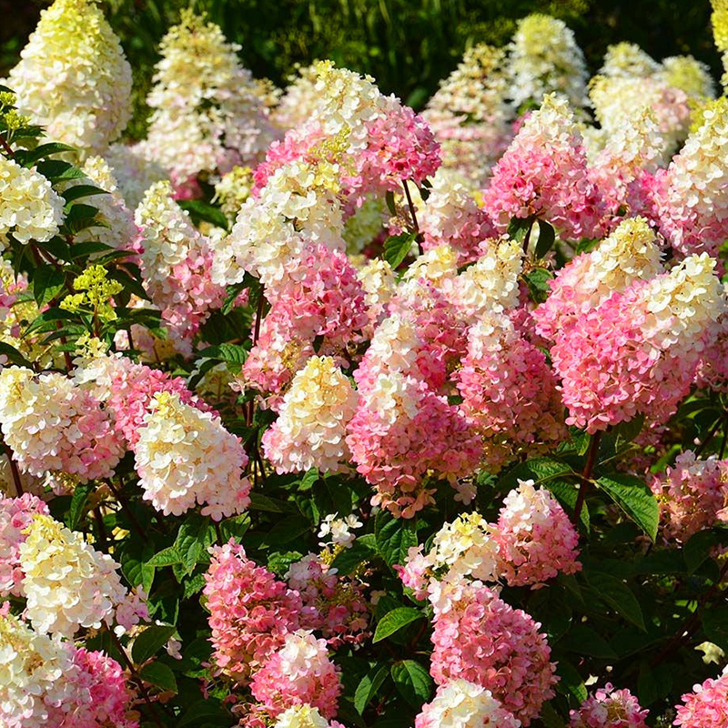 大花绣球圆锥香草草莓