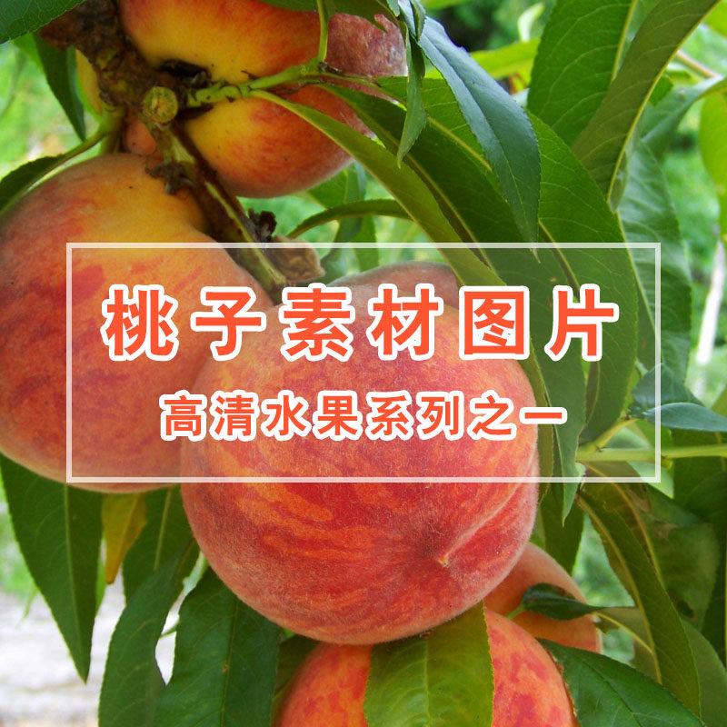 高清水果桃子图片 精选平面设计 海报 电商 生鲜果蔬毛桃蟠桃素材