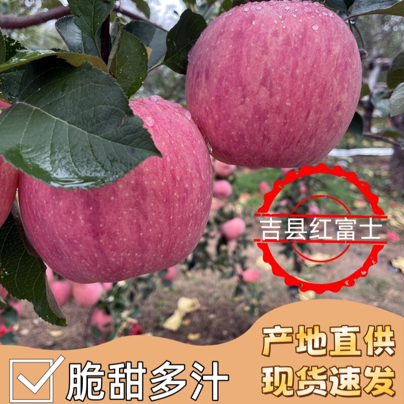 山西吉县红富士苹果脆甜多汁