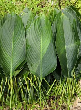 广西柊叶包大粽子叶天然新鲜肇庆裹蒸肉棕叶粽子叶50冬叶柊叶包邮