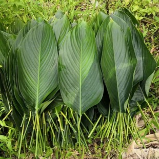 广西柊叶包大粽子叶天然新鲜肇庆裹蒸肉棕叶粽子叶50冬叶柊叶包邮