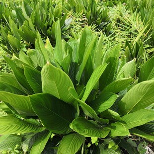 种植大粽叶苗 新鲜粽 叶苗 大冬叶苗 花草树木苗 观叶苗 粽子苗