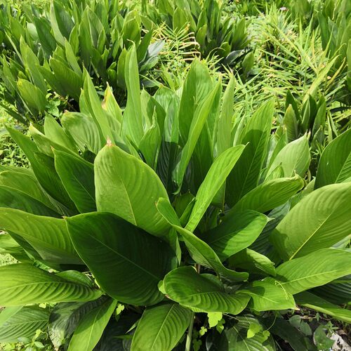 种植大粽叶苗 新鲜粽 叶苗 大冬叶苗 花草树木苗 观叶苗 粽子苗