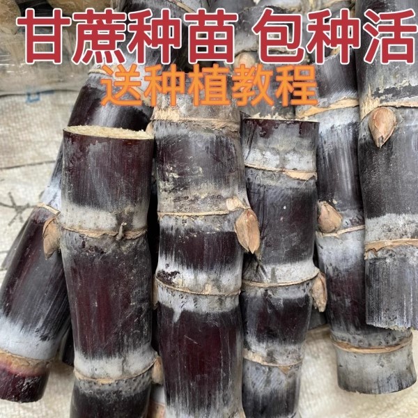 10根每根3到5芽广西黑皮甘蔗水果种子/种苗