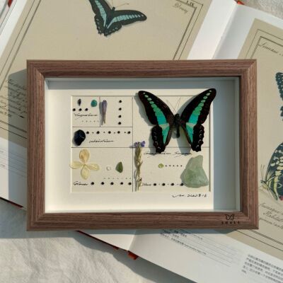 山意SHALL青凤蝶原创真蝴蝶标本