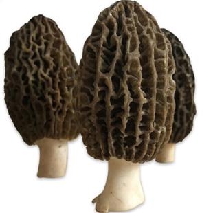 云野山珍鲜羊肚菌云南特产煲汤食用野生菇新鲜草菇1000克顺丰包邮