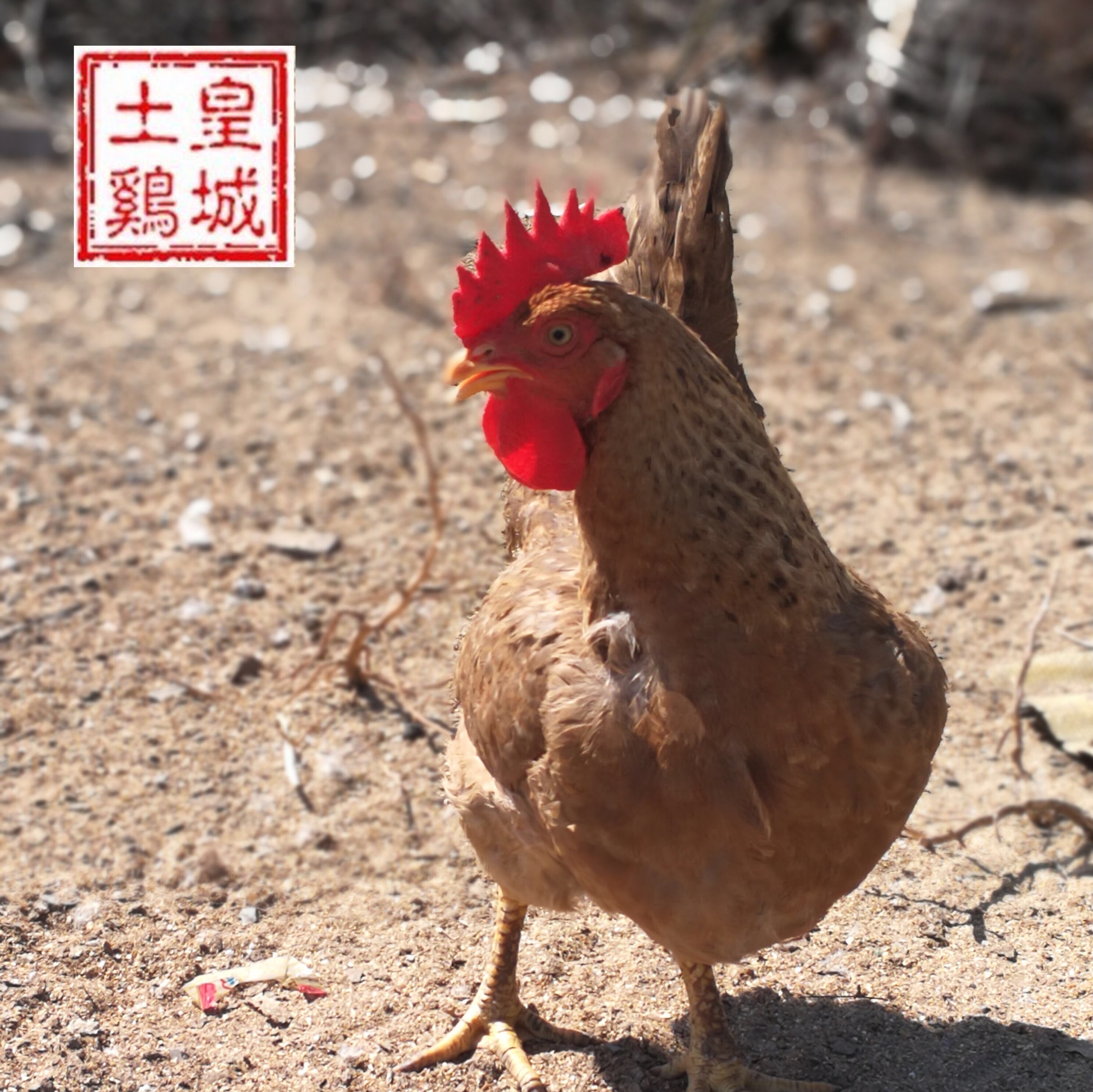 鸡母鸡老母鸡净重约2.5斤散养土鸡柴鸡活鸡现杀顺丰包邮!
