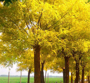 绿化工程苗庭院嫁接黄金槐金枝国槐苗 金丝槐 龙爪槐规格齐全