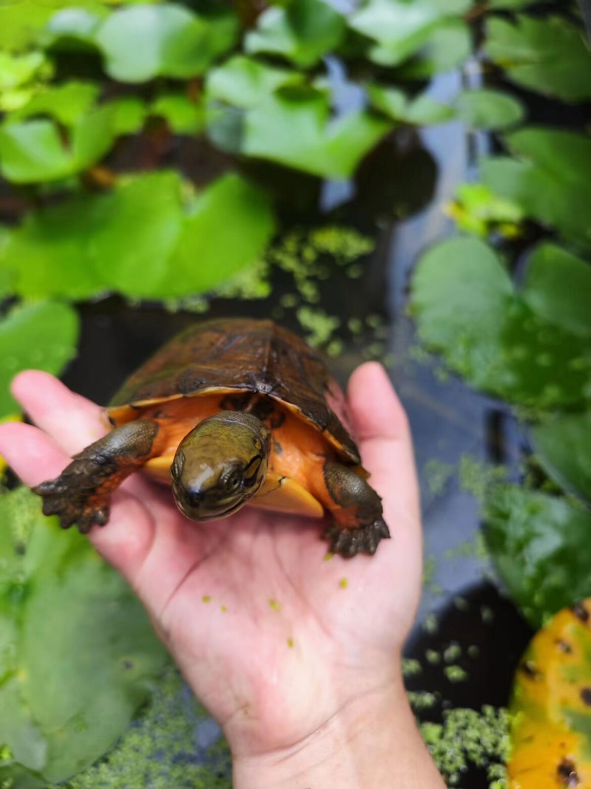 杂交龟金杂日腊戍拟水龟金杂腊杂交龟宠物乌龟头苗观赏风水招财龟