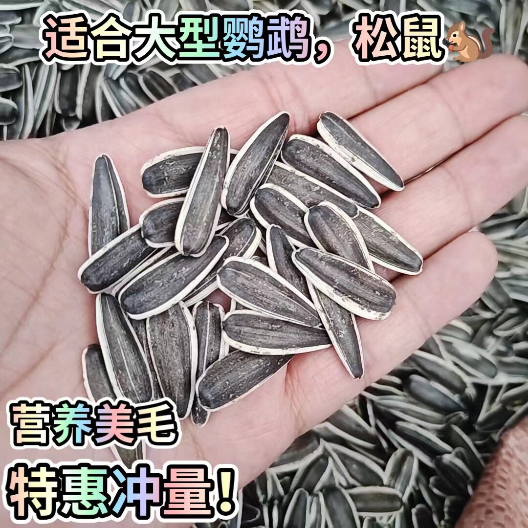 生葵花籽中大型鹦鹉鸟粮零食饲料