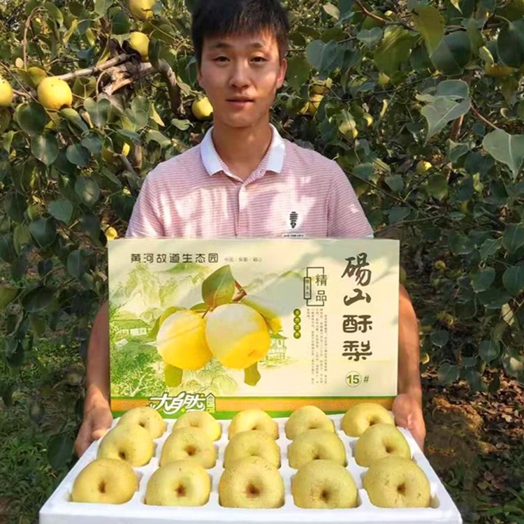 正宗砀山梨百年老树梨子顺丰速发