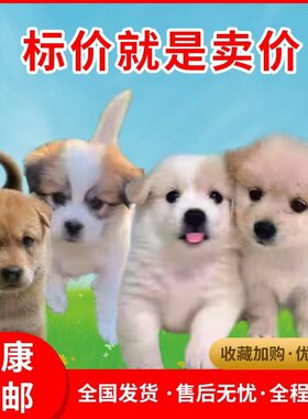 中华田园犬便宜小土狗狗活体幼犬看家护院大黄狗幼崽小白狗家养犬