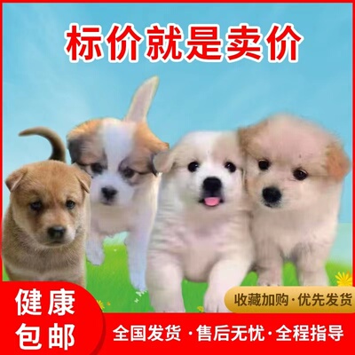 中华田园犬便宜小土狗狗活体幼犬看家护院大黄狗幼崽小白狗家养犬