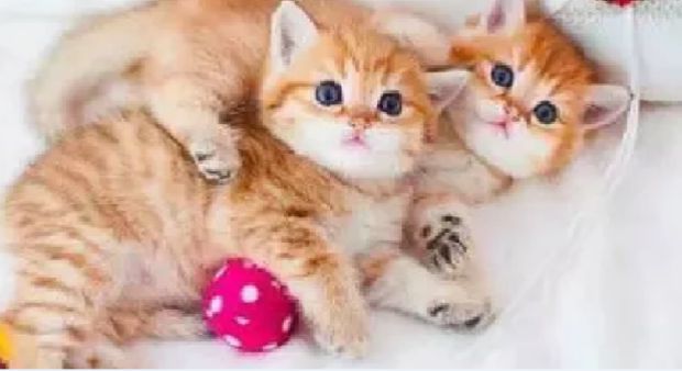 中华田园猫橘猫活体小菊猫幼崽白橘猫幼猫橘白猫猫咪活物网红橘猫